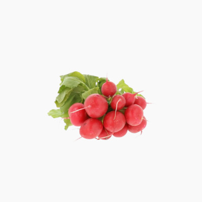radis-rouge-1-botte