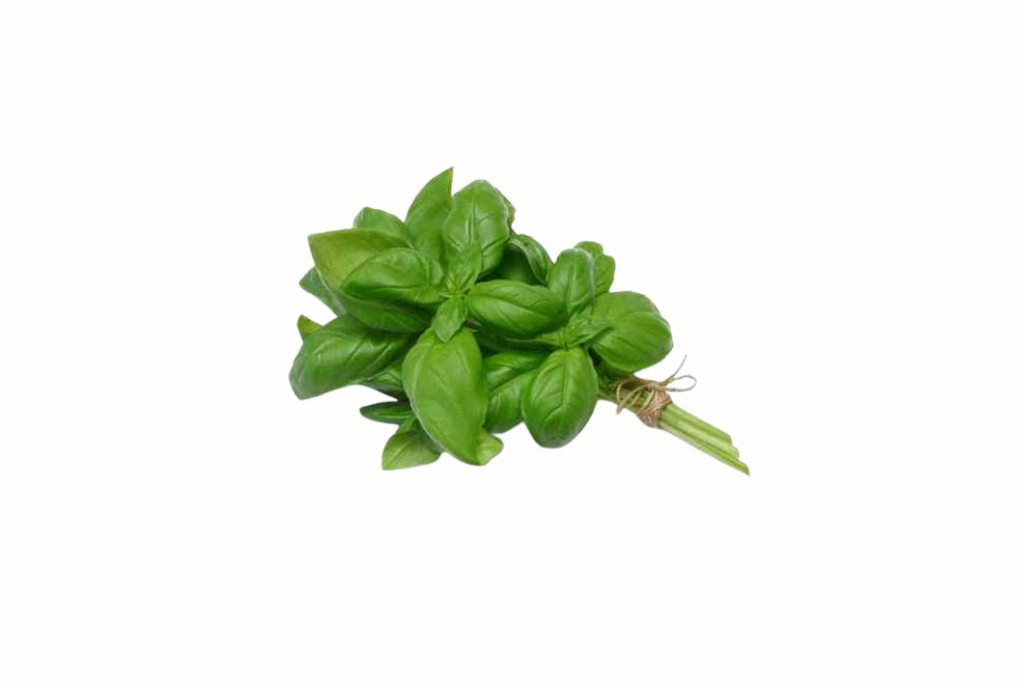 fresh-basil-1-bunch