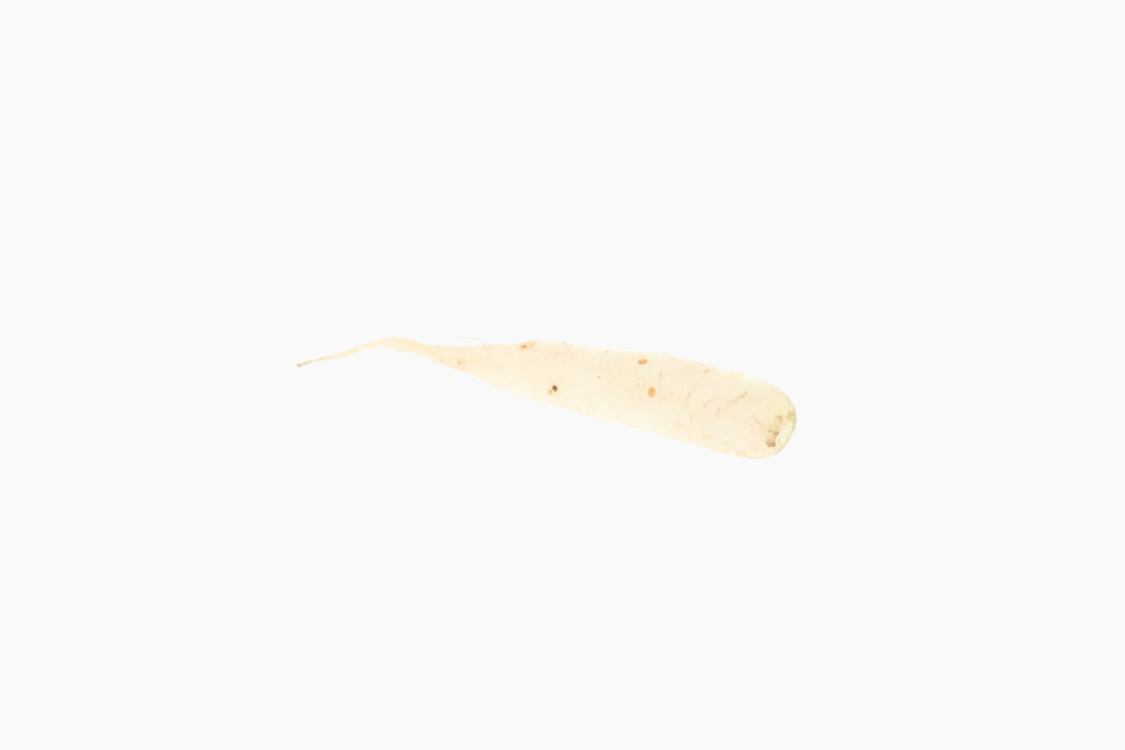 white-radish-daikon-1-unit
