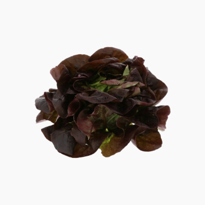 laitue-feuille-de-chene-rouge-salade-1-piece